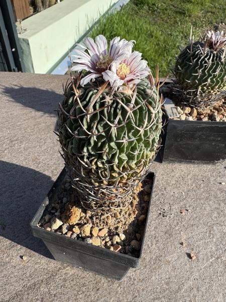 Stenocactus multicostatus